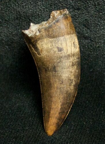 Nanotyrannus Tooth - Montana #8652